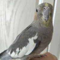 پرنده عروس ماده