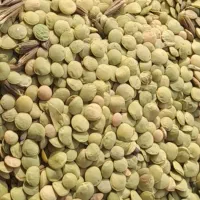 عدس دشت مغان بدون بوجاری