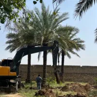 واگذاری رایگان درخت نخل در ازای قطع و حمل