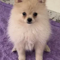 سگ پامر ماده