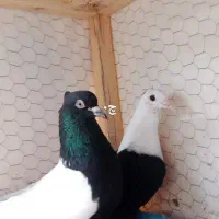 دوتا خوشگل|پرنده|نیشابور, مازول|دیوار