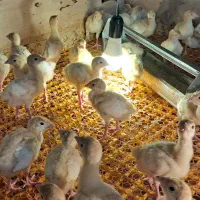 جوجه شاخدار وجوجه بوقلمون بیوتی وبرنز|حیوانات مزرعه|تهران, فرودگاه مهرآباد|دیوار