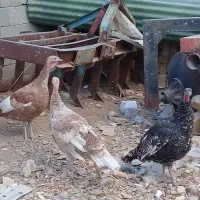 بوقلمون|حیوانات مزرعه|خرمدره, |دیوار