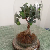 بنسای طبیعی