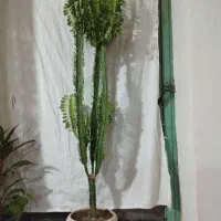 گل فروشی|گل و گیاه طبیعی|پیر سلیمان, |دیوار