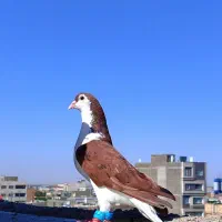 ساده سرخ نر