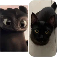 واگذاری رایگان گربه نر مشکی عقیم و واکسینه