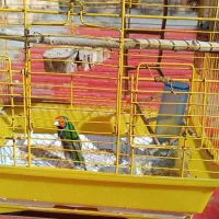 دوعدد فنچ گلدین وزبرا با قفس ولوازم|پرنده|میانه, |دیوار