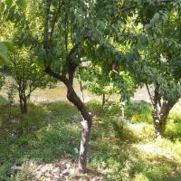 فروش باغ میوه باغبهادران روستای پرکستان|فروش زمین و ملک کلنگی|باغ بهادران, |دیوار
