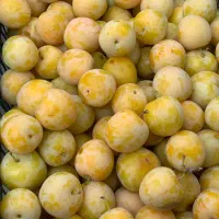 الو قطره طلا والوچه سبز وقرمز