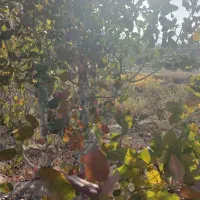 فروش باغ در گلزار مرند