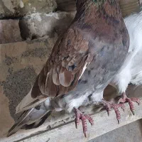 تعد ۷ عدد کبوتر پرشی|پرنده|فیرورق, |دیوار