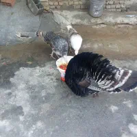 بقلمون‌ یک نر دوتا ماده بزرگ|حیوانات مزرعه|گرگان, |دیوار