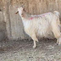 ۳راس کولار بز ترکی ۲ کهره ای ۶ راس کهره پاشون