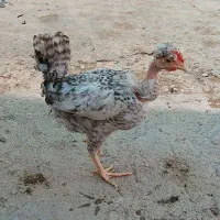 جوجه|حیوانات مزرعه|دزفول, |دیوار