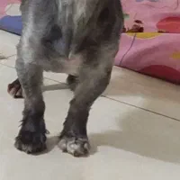 سگ اشپیز سه ساله