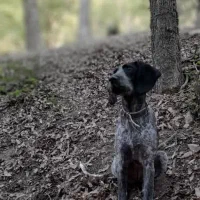 سگ شکاری حرفه ای