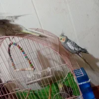 عروس هلندی|پرنده|درمیان, |دیوار