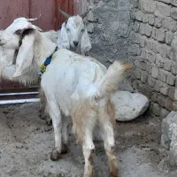 دوتا چپش یکی نر و یکی ماده