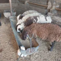 فروش ۵عدد بره ماده داشتی|حیوانات مزرعه|رحمتآباد, |دیوار