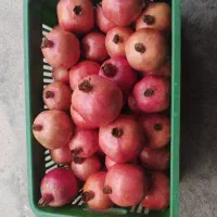 انار شیرین|خوردنی و آشامیدنی|نگین شهر, |دیوار