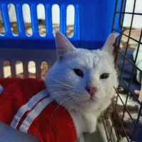 گربه پرشین کم یاب|گربه|شهریار, شهرک امیریه|دیوار