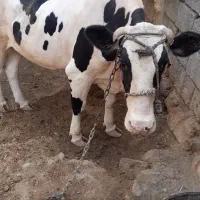 گاو حامله فروشی