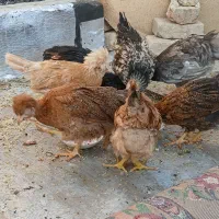 تعدادی جوجه مرغ گلپایگانی و پولند
