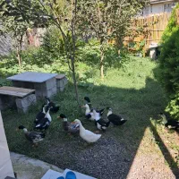 ویلا خانوادگی قاسمی ۲|اجارهٔ کوتاه‌مدت ویلا و باغ|کوچصفهان, |دیوار