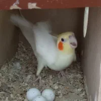 فروش عروس هلندی مولود|پرنده|اسلامشهر, چیچکلو|دیوار