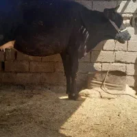گاو خارجی باگوساله ماده شیر روزانه ۷کیلو|حیوانات مزرعه|اهواز, دغاغله|دیوار