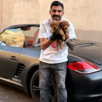 پودل عروسکی