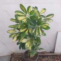 گل و گیاه شفلرا|گل و گیاه طبیعی|اهواز, سیصد دستگاه|دیوار