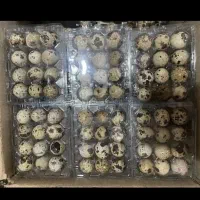 تخم بلدرچین فقط نطفه دار شرطی دونه 11