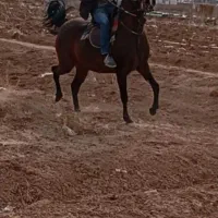 مادیان ۳به۴ فروشی|اسب و تجهیزات اسبسواری|تاکستان, |دیوار