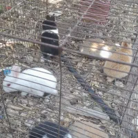 فروش بچه خرگوش