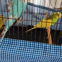 مرغ عشق جفت