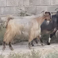 بز آبستن نزدیک