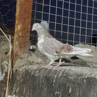 گرفتنی قلدر