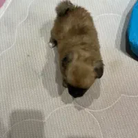 پامرین سایز صفر واگذاری