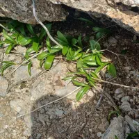 گیاه دو خه وا