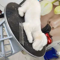 اصلاح و پیرایش حیوانات خانگی|خدمات آرایشگری و زیبایی|شاهین‌شهر, شهرک میلاد|دیوار