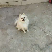 سگ پامر ماده|سگ|جیرفت, |دیوار