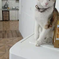 واگذاری یک گربه ،dsh.از شیر مادر