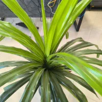 گل پاندانوس