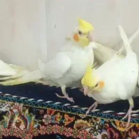 جوجه عروس دستی