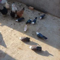 کبوتر کربلایی|پرنده|آیسک, |دیوار