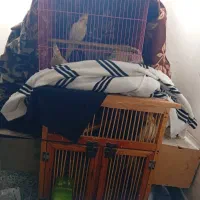 پرندگان|پرنده|بندر ماهشهر, |دیوار