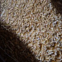 گندم تمیز