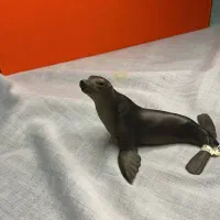 فیگور شیر دریایی schleish ساخت Germany